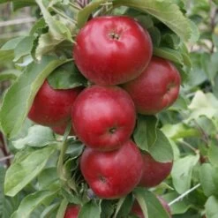 Säulenapfel Jarle ® Malus Domestica
