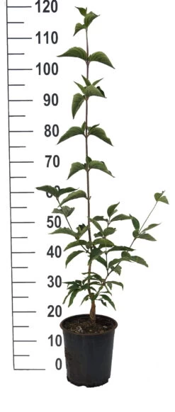 Großfrüchtige Kornelkirsche `Jolico´ Cornus Mas `Jolico´ -Qualitätspflanzenladen Jolico Kornelkirsche weiss