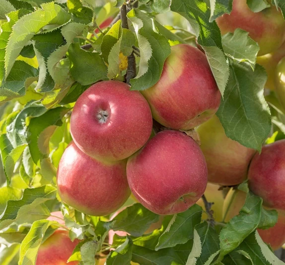 Jonagold Malus Domestica 1 Jonagold Malus Domestica