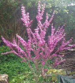 Judasbaum Cercis Siliquastrum -Qualitätspflanzenladen Judasbaum