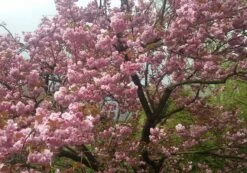 Zierkirsche `Kanzan´ Prunus Serrulata `Kanzan´ -Qualitätspflanzenladen Kanzan Kirsche