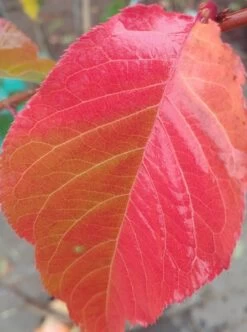 Zierkirsche `Kanzan´ Prunus Serrulata `Kanzan´ -Qualitätspflanzenladen Kanzan herbstf rbung