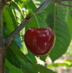Säulensauerkirsche `Jachim´ Prunus Cerasus `Jachim´ -Qualitätspflanzenladen KirscheqrHhSGMlGgmAy