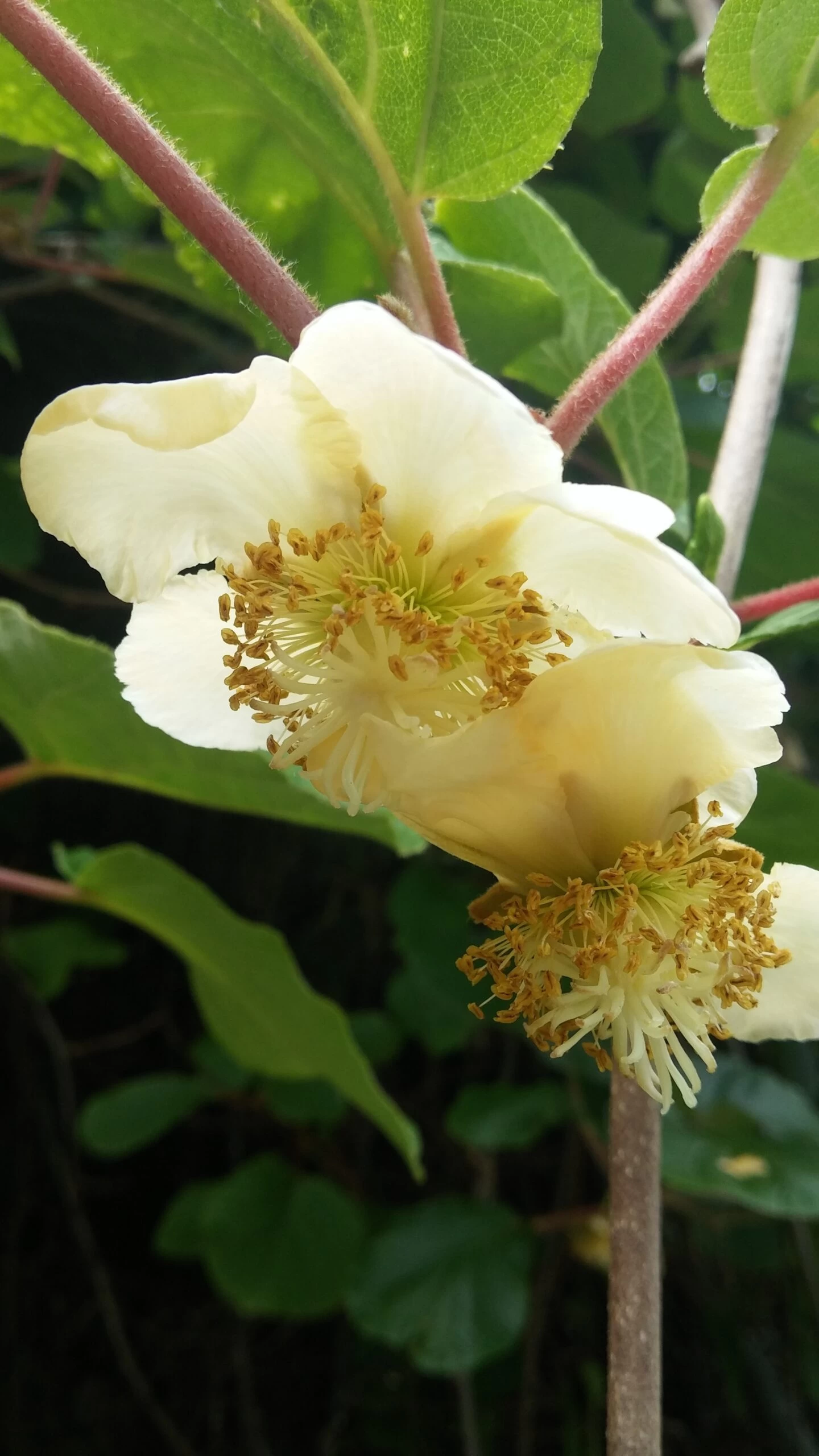 Kiwi Hayward (weiblich) Actinidia Chinensis `Hayward´ 2 Kiwi Hayward (weiblich) Actinidia Chinensis `Hayward´ – Bild 2