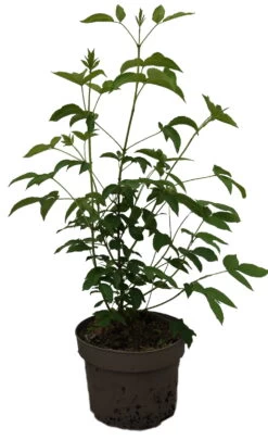 Kolchische Pimpernuss Staphylea Colchica -Qualitätspflanzenladen Kolchische Pimpernuss