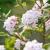Koreanischer Duft-Schneeball Viburnum Carlesii