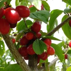 Großfrüchtige Kornelkirsche `Jolico´ Cornus Mas `Jolico´ -Qualitätspflanzenladen Kornelkirsche jolico