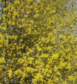 Großfrüchtige Kornelkirsche `Schönbrunner Gourmet Dirndl´ Cornus Mas `Schönbrunner Gourmetdirndl´ 7 Großfrüchtige Kornelkirsche `Schönbrunner Gourmet Dirndl´ Cornus Mas `Schönbrunner Gourmetdirndl´ -Qualitätspflanzenladen Kornelkirschen