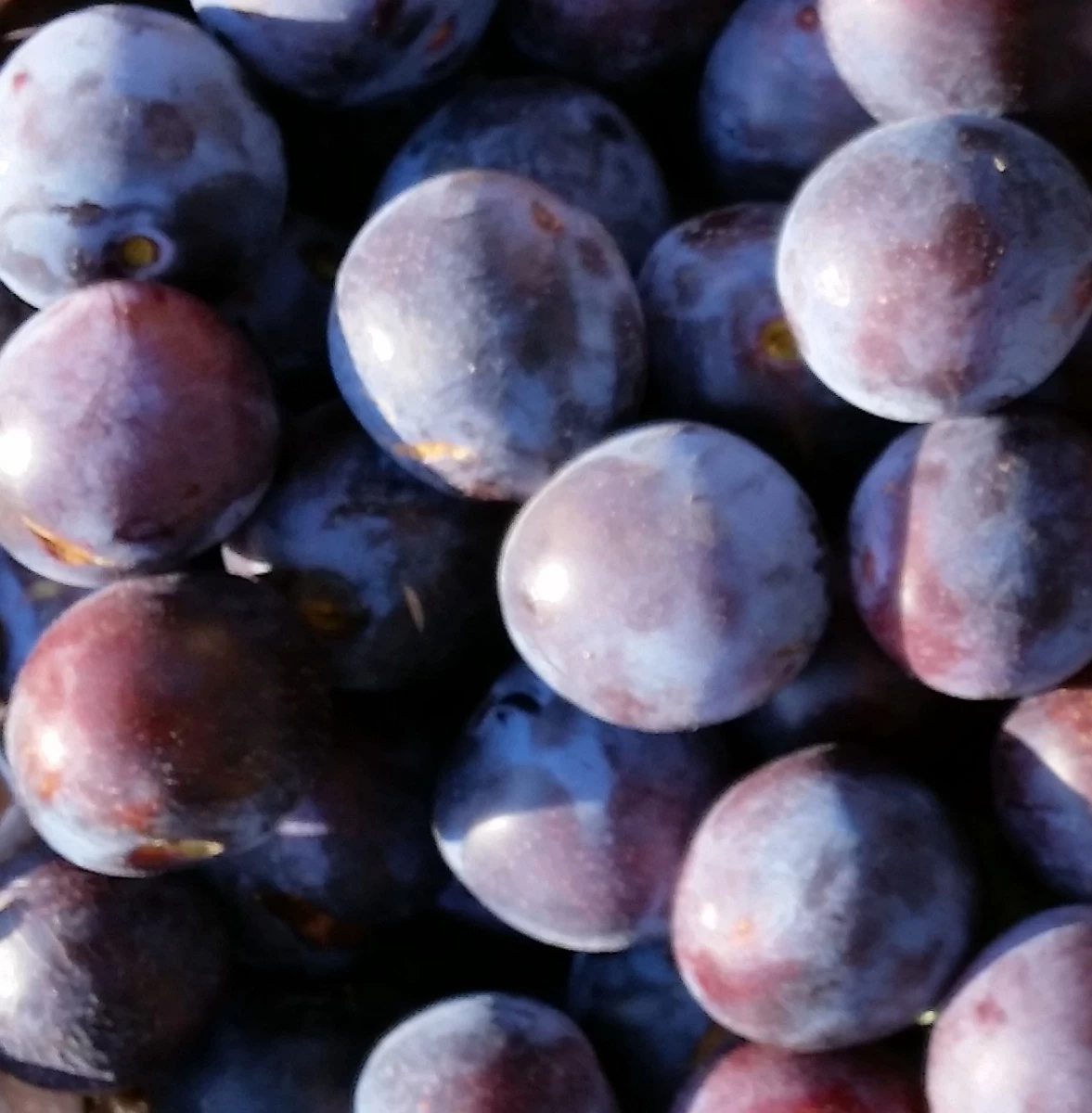 Artländer Zuckerpflaume Prunus Domestica `Artländer Zuckerpflaume´ 1 Artländer Zuckerpflaume Prunus Domestica `Artländer Zuckerpflaume´