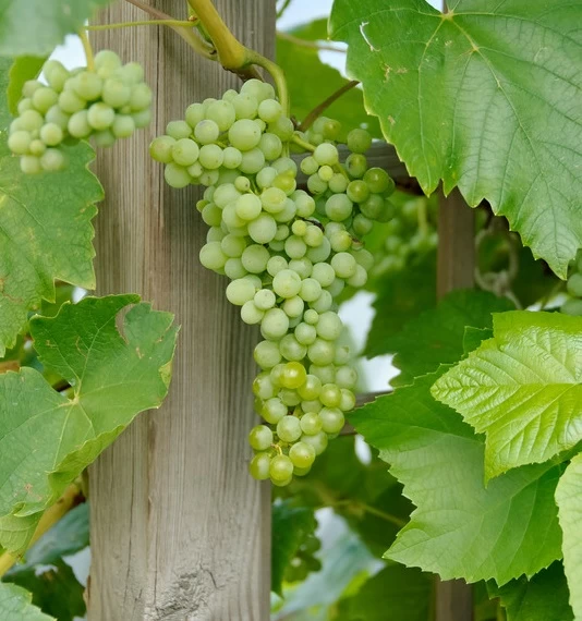 Lakemont (kernlos) Vitis `Lakemont 1 Lakemont (kernlos) Vitis `Lakemont