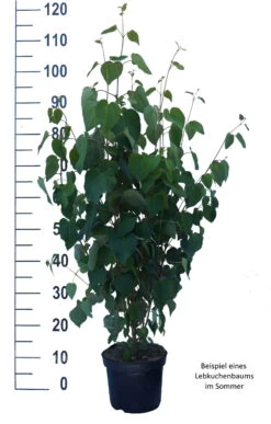 Lebkuchenbaum / Katsurabaum Cercidiphyllum Japonicum -Qualitätspflanzenladen Lebkuchenbaum weiss