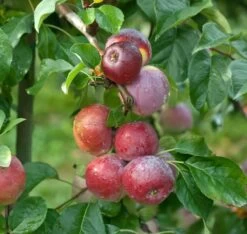 Liberty Malus Domestica `Liberty´