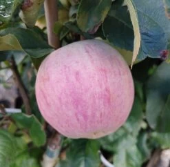 Zwergapfel Maloni® `Lilly´® Malus Domestica `Lilly´