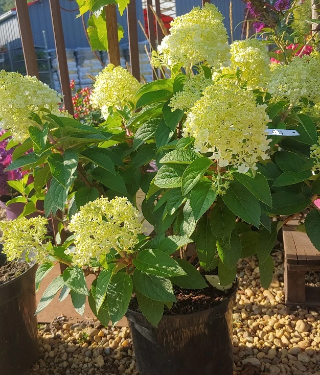 Rispenhortensie `Little Lime®´ Hydrangea Paniculata `Little Lime´ 1 Rispenhortensie `Little Lime®´ Hydrangea Paniculata `Little Lime´