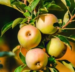 Säulenapfel `Lopini´® Malus Domestica `Lopini´®