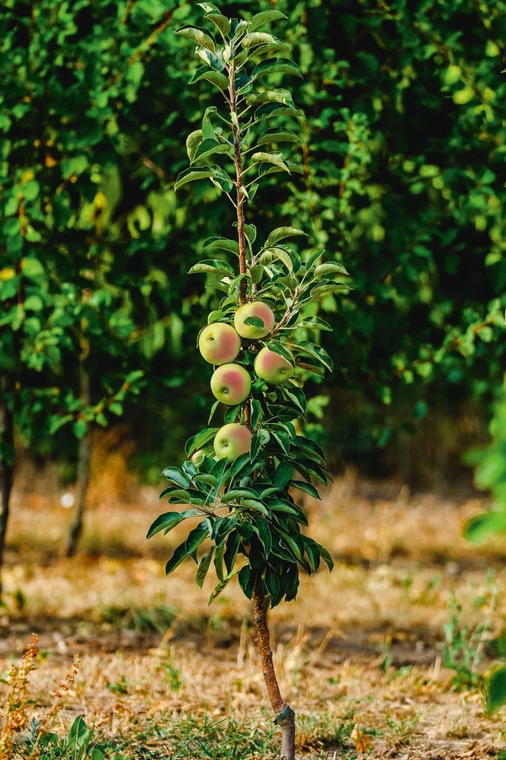 Säulenapfel `Lopini´® Malus Domestica `Lopini´® 2 Säulenapfel `Lopini´® Malus Domestica `Lopini´® – Bild 2