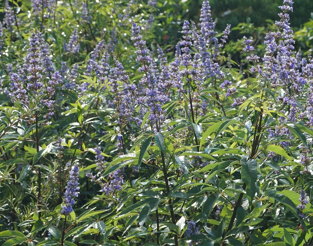 Mönchspfeffer Vitex Agnus Castus 6 Mönchspfeffer Vitex Agnus Castus – Bild 6