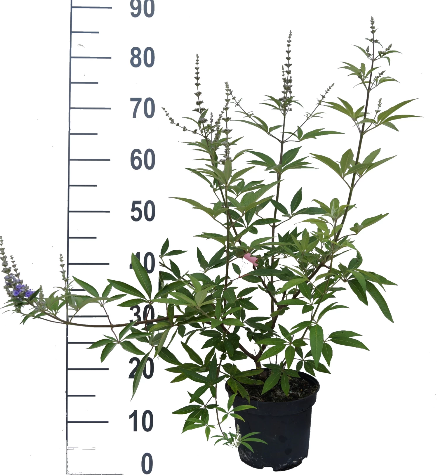 Mönchspfeffer Vitex Agnus Castus 5 Mönchspfeffer Vitex Agnus Castus – Bild 5