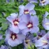 Hibiskus `Marina´ Hibiscus Syriacus `Marina