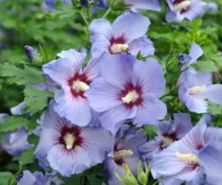 Hibiskus `Marina´ Hibiscus Syriacus `Marina
