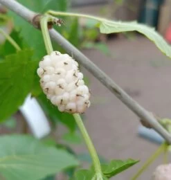 Weiße Maulbeere Morus Alba