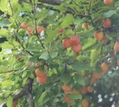 MilankaⓇ Bunte Kirschpflaume Prunus Cerasifera `Milanka´ 5 MilankaⓇ Bunte Kirschpflaume Prunus Cerasifera `Milanka´ -Qualitätspflanzenladen Milanka Frucht