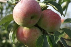 Mira ® Malus Domestica