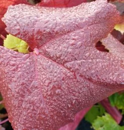 Blauer Muskateller Vitis `Blauer Muskateller´ -Qualitätspflanzenladen Muskateller herbstf rbung