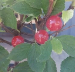 Nankingkirsche `Orient´ Prunus Tomentosa Orient -Qualitätspflanzenladen Nankingkirsche Frucht