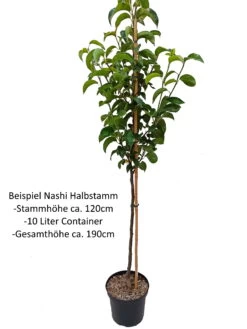 Benita®, Kreuzung Aus Birne Und Nashi Pyrus Pyrifolia `Benita´ 7 Benita®, Kreuzung Aus Birne Und Nashi Pyrus Pyrifolia `Benita´ -Qualitätspflanzenladen Nashi Halbstamm1QA3uvqrlhlbLZ