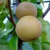 Nashi Hakko Pyrus Pyrifolia `Hakko´