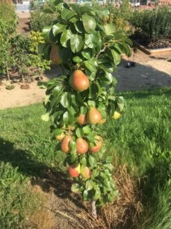 Säulenbirne `Obelisk®´ Pyrus Communis `Obelisk®´ -Qualitätspflanzenladen Obeslisk2
