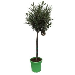 Olivenbaum - Stämmchen Olea Europaea 5 Olivenbaum - Stämmchen Olea Europaea -Qualitätspflanzenladen Olivenbaum 1