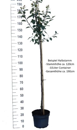 Hanita ® Prunus Domestica `Hanita -Qualitätspflanzenladen Pflaume Beispiel HalbstammdwV8qbkyQhIac