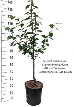 Hauszwetsche Prunus Domestica `Hauszwetsche´ -Qualitätspflanzenladen Pflaume Buschbaum Beispiel Neu WeissSzQUYrlPfb7aH