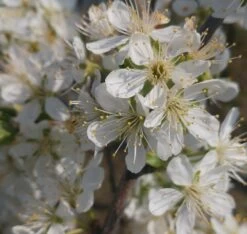 Pflausich Prunus Domestica `Pflausich´ -Qualitätspflanzenladen Pflausich Bl te1
