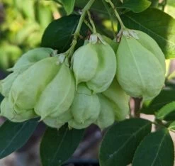 Rispen-Pimpernuss Staphylea Pinnata -Qualitätspflanzenladen Pimpernuss Frucht