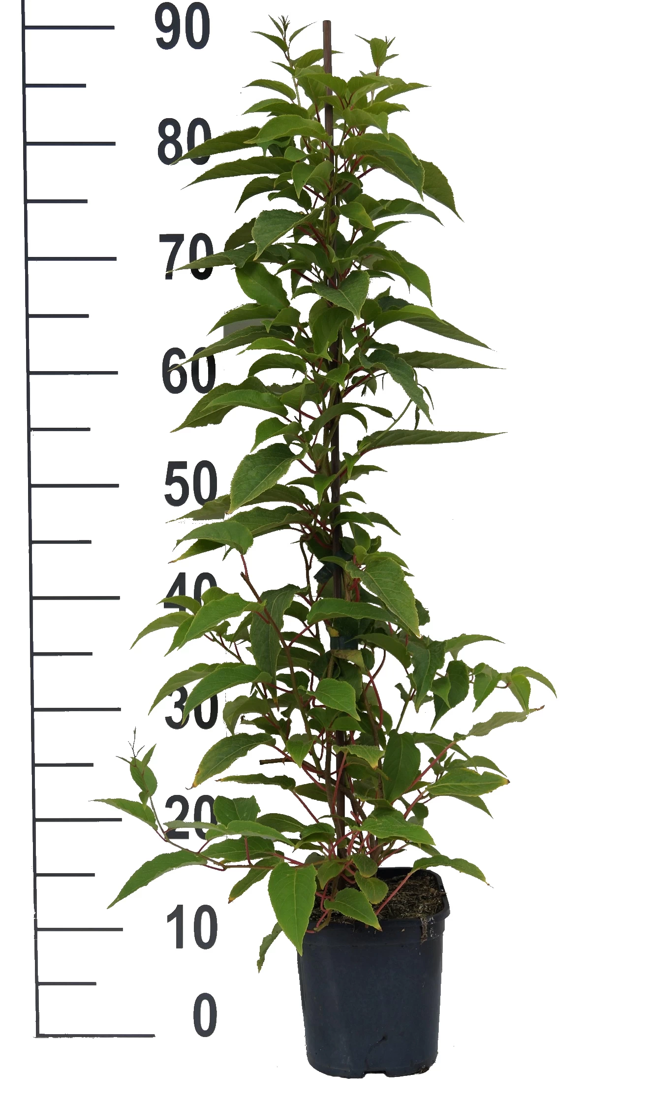 Großfrüchtige Bayern-Kiwi `Pink Jumbo´ Actinidia Arguta `Pink Jumbo´ 2 Großfrüchtige Bayern-Kiwi `Pink Jumbo´ Actinidia Arguta `Pink Jumbo´ – Bild 2