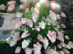 Rispenhortensie `Vanille-Fraise´ Hydrangea Paniculata `Vanille Fraise´ 11 Rispenhortensie `Vanille-Fraise´ Hydrangea Paniculata `Vanille Fraise´ -Qualitätspflanzenladen Pinky Winkie Hortensie5936a36f54caf