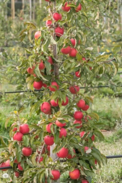Pinova ® Malus Domestica -Qualitätspflanzenladen Pinova am Baum