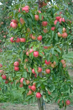 Pinova ® Malus Domestica -Qualitätspflanzenladen Pinova3