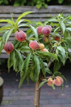 Zwergpfirsich `Bonanza´ Prunus Persica