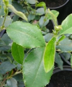 Chinesische Quitte / Holzquitte Pseudocydonia Sinensis -Qualitätspflanzenladen Pseudonya sinensis chinesische Quitte