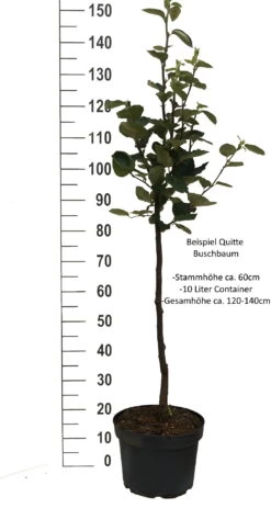 Bereczki Birnenquitte Cydonia Oblonga `Bereczki´ 6 Bereczki Birnenquitte Cydonia Oblonga `Bereczki´ -Qualitätspflanzenladen Quitte Beispiel buschbaum weissPkqQs1wHc4ffm