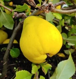 Chinesische Quitte / Holzquitte Pseudocydonia Sinensis -Qualitätspflanzenladen Quitte Holzquitte