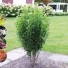 Säulen-Felsenbirne `Rainbow Pillar´® Amelanchier Canadensis `Rainbow Pillar´