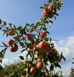 Rebella ® Malus Domestica -Qualitätspflanzenladen Rebella 1