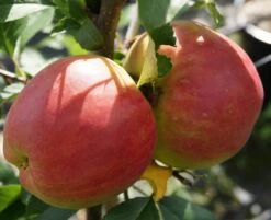 Rebella ® Malus Domestica -Qualitätspflanzenladen RebellaJzAGDJsc1LAKH