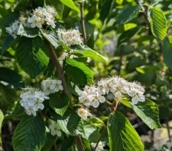 Erlenblättrige Eberesche `Red Bird´ Sorbus Alnifolia `Red Bird´ -Qualitätspflanzenladen Red Bird 1