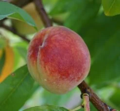 Pfirsich Red Haven Prunus Persica `Red Haven´ -Qualitätspflanzenladen Red Haven